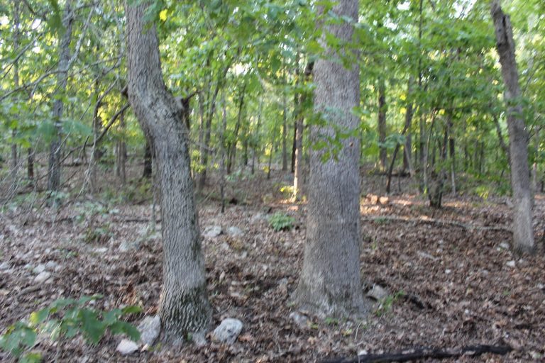 Acreage For Sale In AR LandStruck