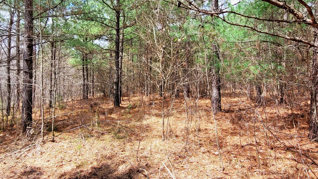 unrestricted_owner_financed_land_in_tn_with_natural_water_source_ 15