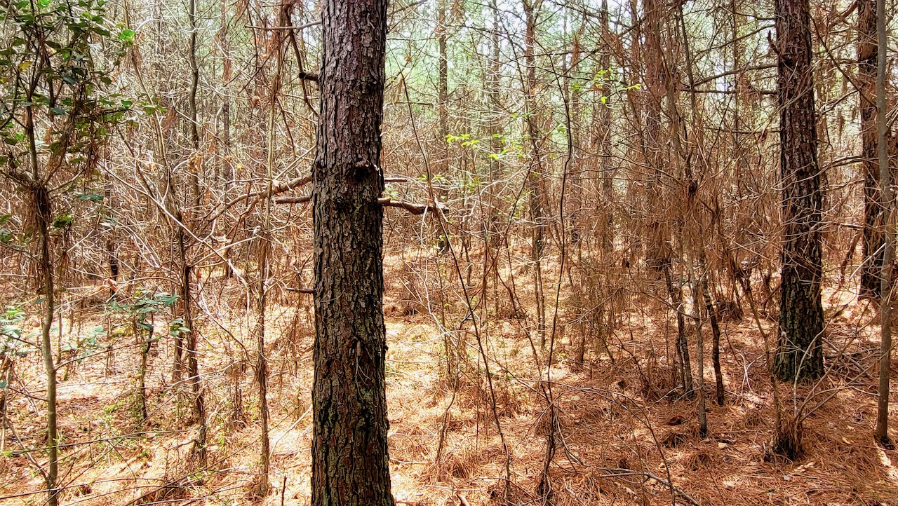 unrestricted_owner_financed_land_in_tn_with_natural_water_source_ 7