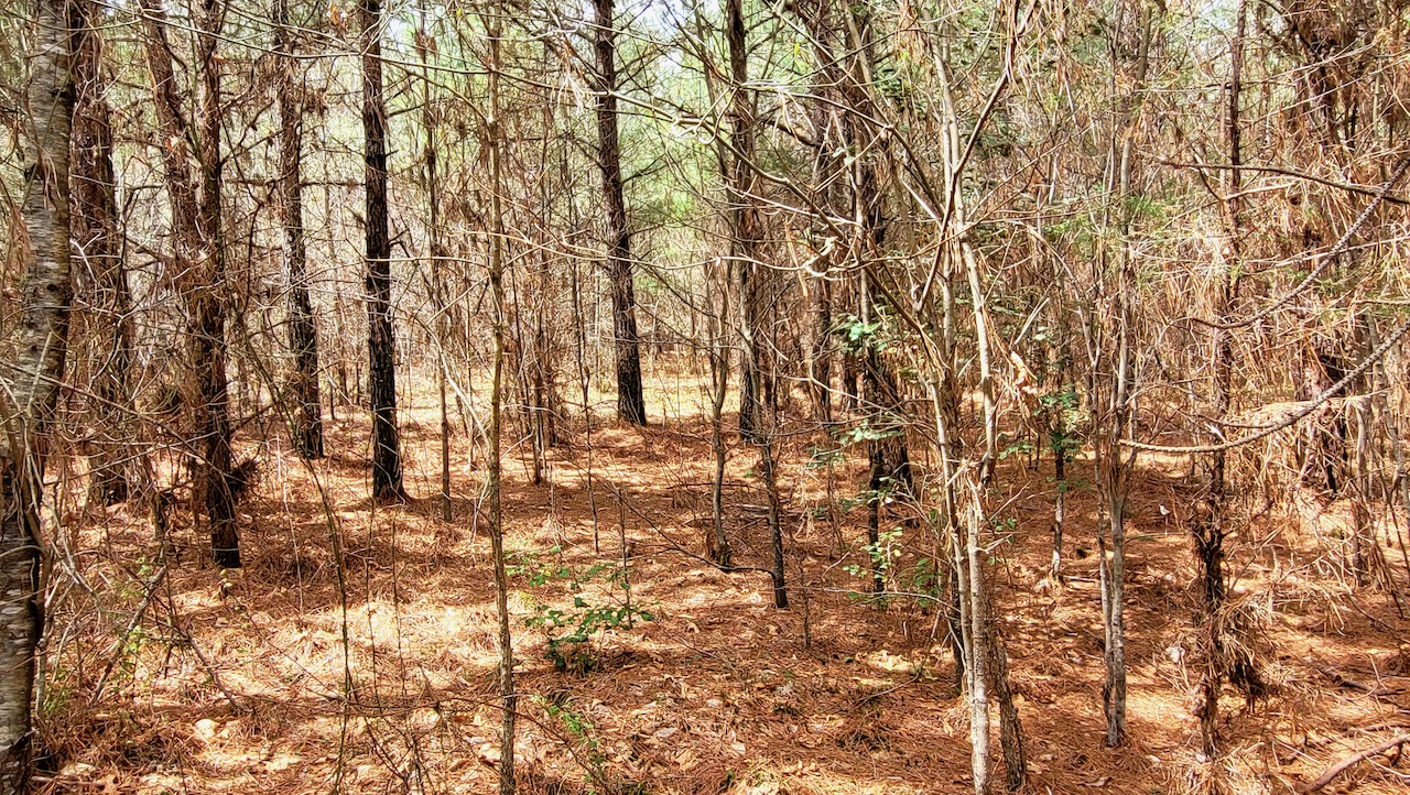 unrestricted_owner_financed_land_in_tn_with_natural_water_source_ 8