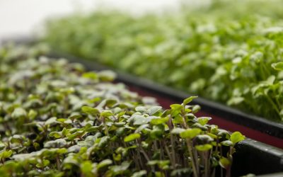 Micro-Greens For Supplemental Income And Self Sufficiency