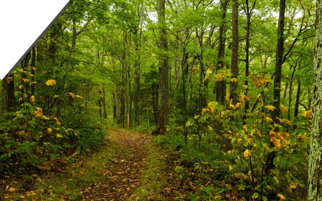 Ditch the Debt Trap: Why Land Is the Smartest Investment of 2025