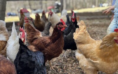 Making the Most of What You Have: Resourcefulness in Homesteading